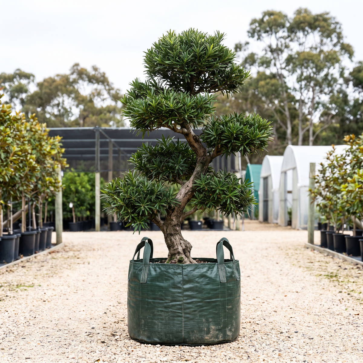 Buddhist Pine - Podocarpus macrophyllus