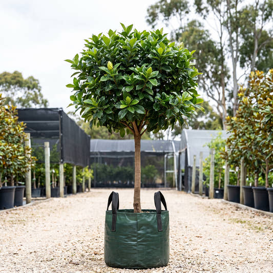 Magnifica Gardenia (Standard) - Gardenia augusta ‘Magnifica’