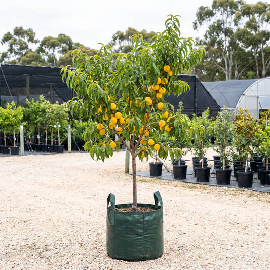 Flordagold Peach - Prunus persica ‘Flordagold’