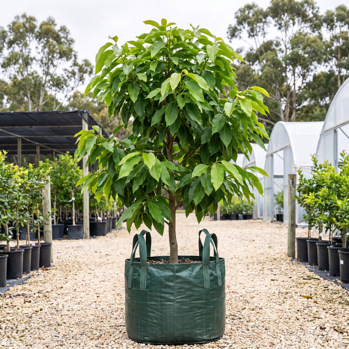Golden Champaca - Michelia champaca