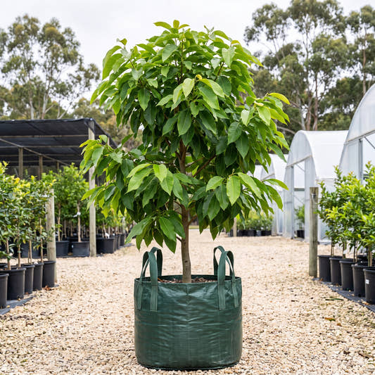 Golden Champaca - Michelia champaca
