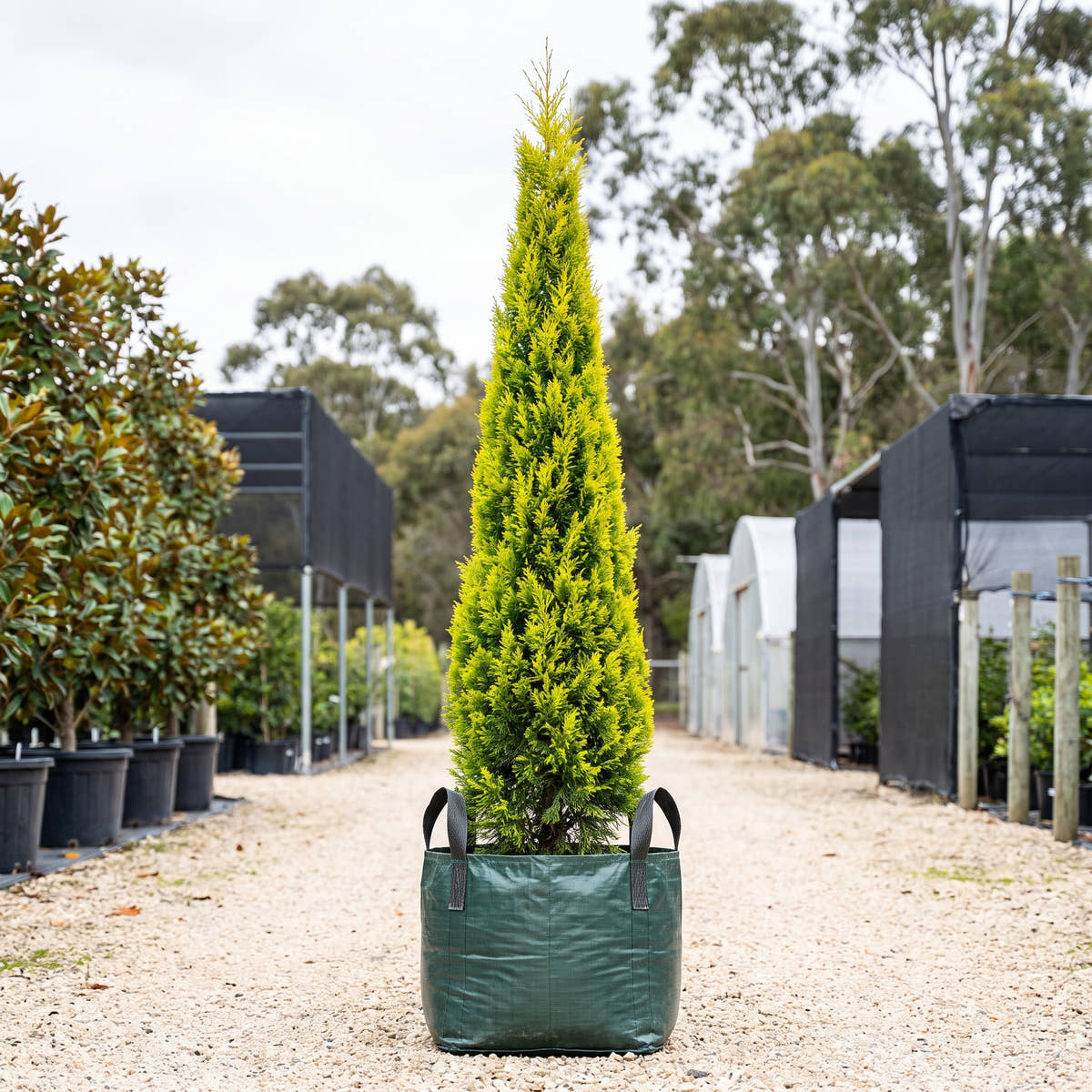 Bhutan Cypress (Topiary Pyramid) - Cupressus torulosa