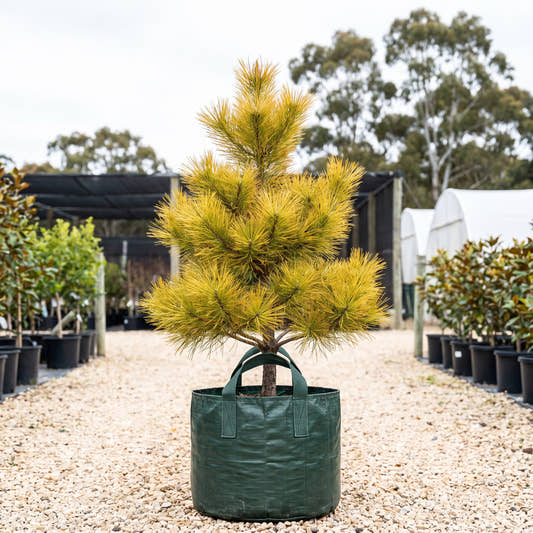 Ogon Japanese Black Pine - Pinus thunbergii ‘Ogon’