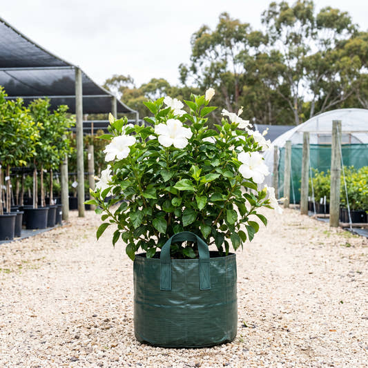 White Adonicus Hibiscus - Hibiscus ‘Flamenco Adonicus White’