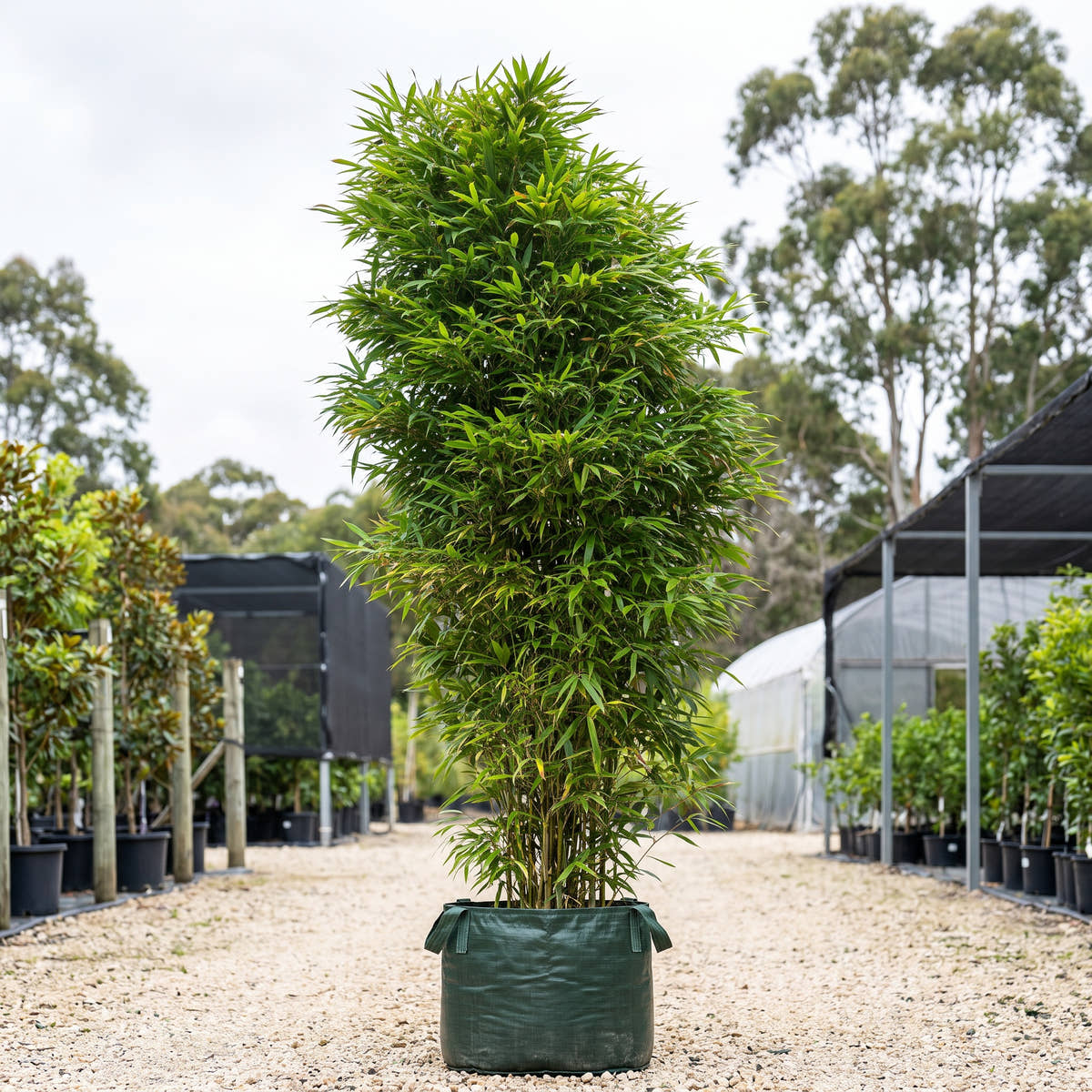 Chinese Temple Bamboo - Sinobambusa tootsik