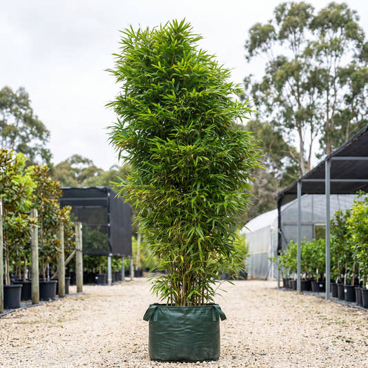 Chinese Temple Bamboo - Sinobambusa tootsik