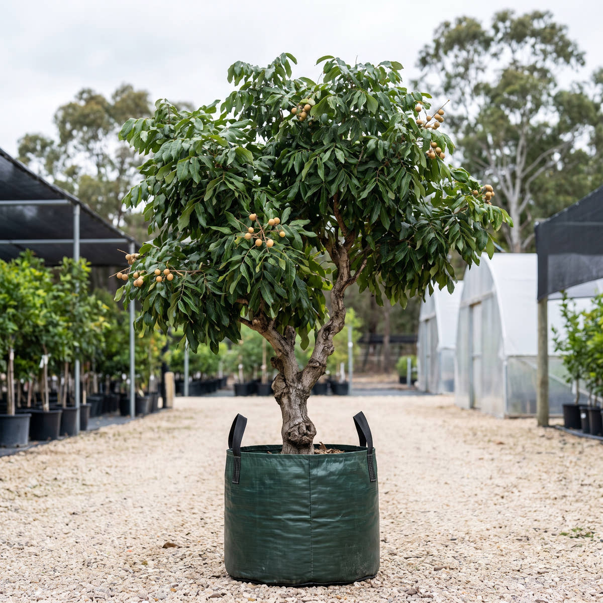 Longan - Dimocarpus longan