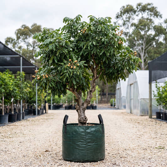 Longan - Dimocarpus longan