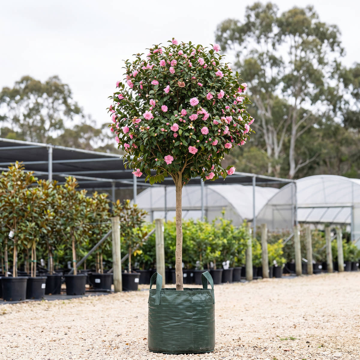 Jennifer Susan Camellia (Standard) - Camellia sasanqua ‘Jennifer Susan’
