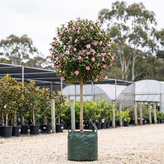 Jennifer Susan Camellia (Standard) - Camellia sasanqua ‘Jennifer Susan’