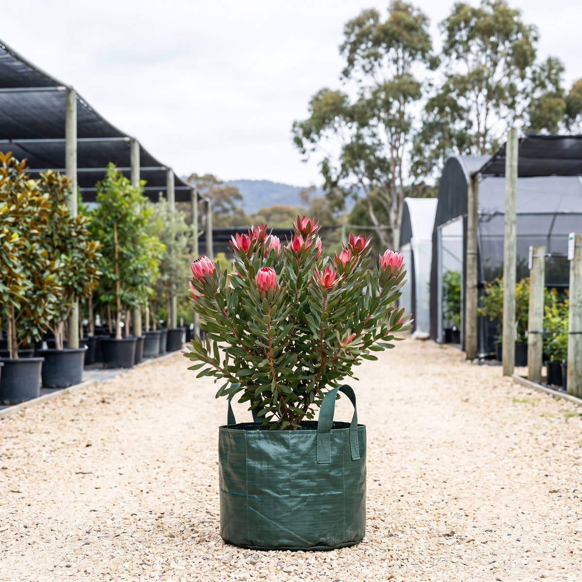 Madiba Protea - Protea ‘Madiba’