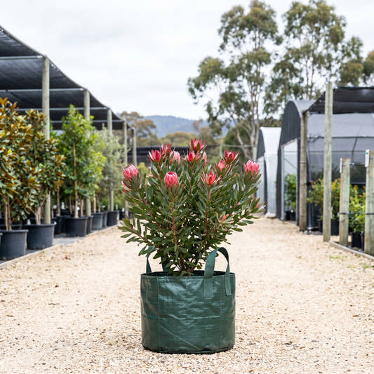 Madiba Protea - Protea ‘Madiba’