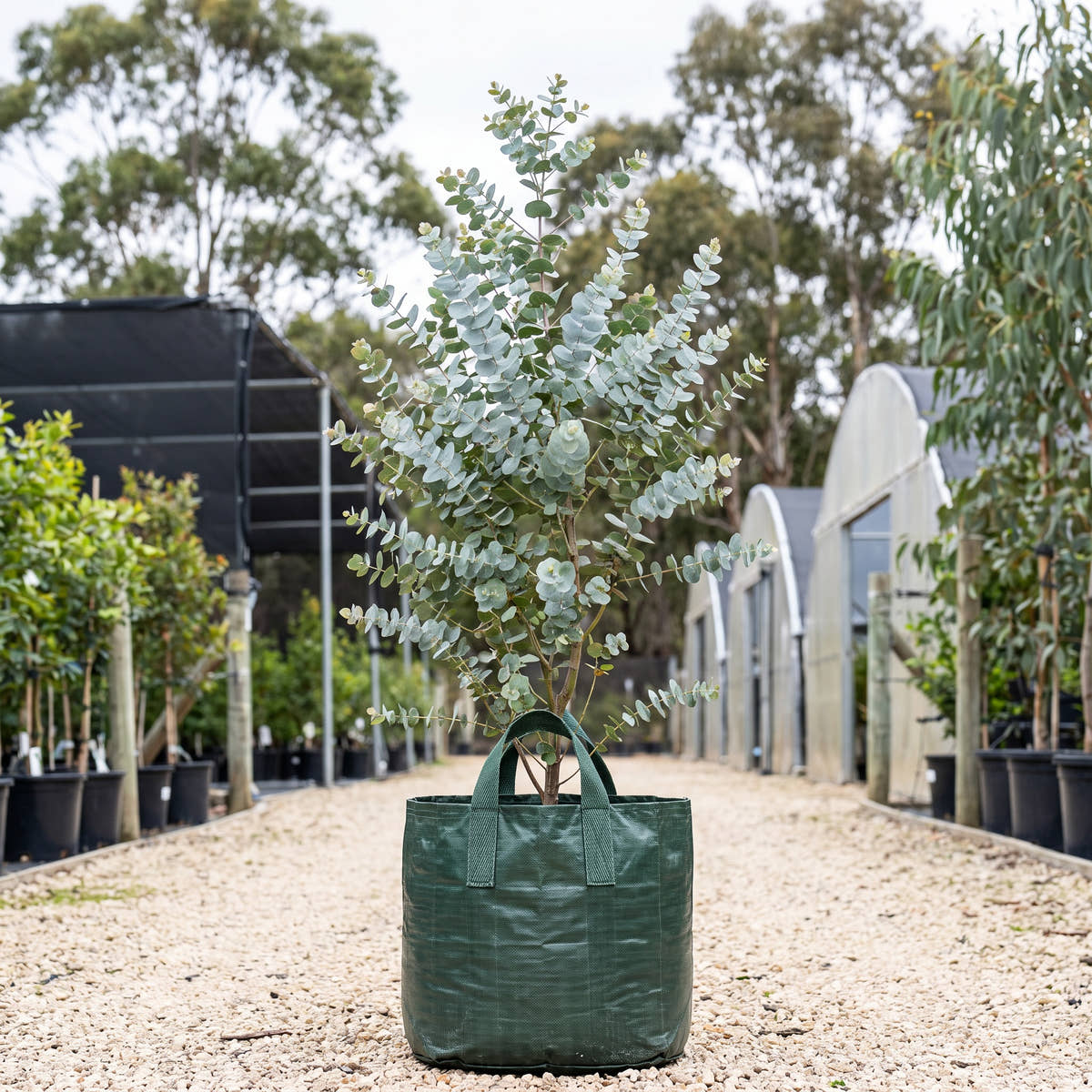 Bookleaf Mallee - Eucalyptus kruseana