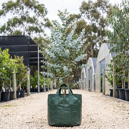 Bookleaf Mallee - Eucalyptus kruseana