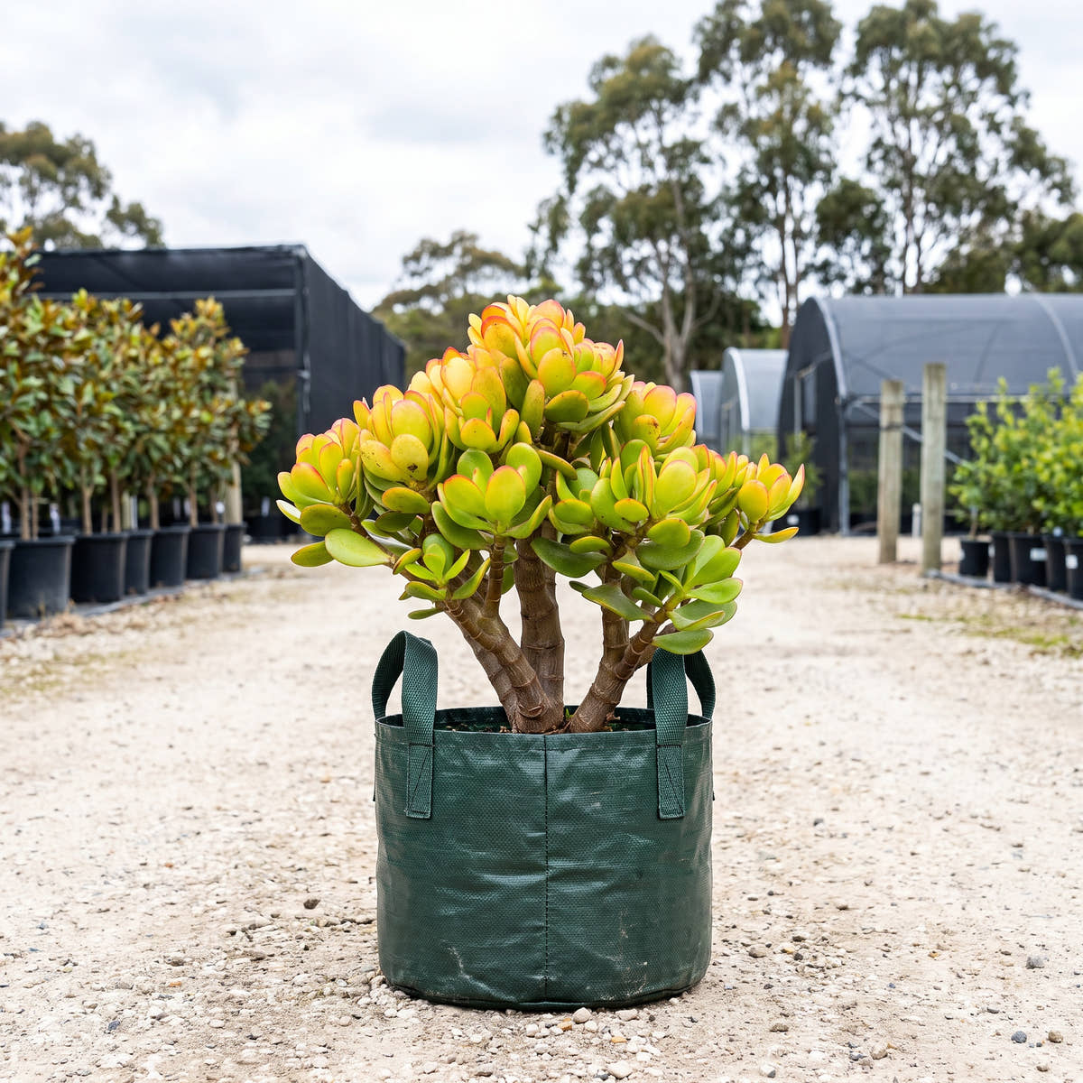 Compact Jade - Crassula ovata ‘Compacta’