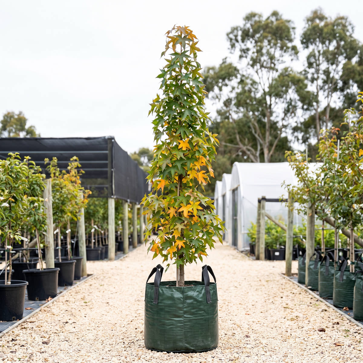 Oakville Highlight Sweet Gum - Liquidambar styraciflua ‘Oakville Highlight’