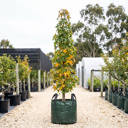 Oakville Highlight Sweet Gum - Liquidambar styraciflua ‘Oakville Highlight’