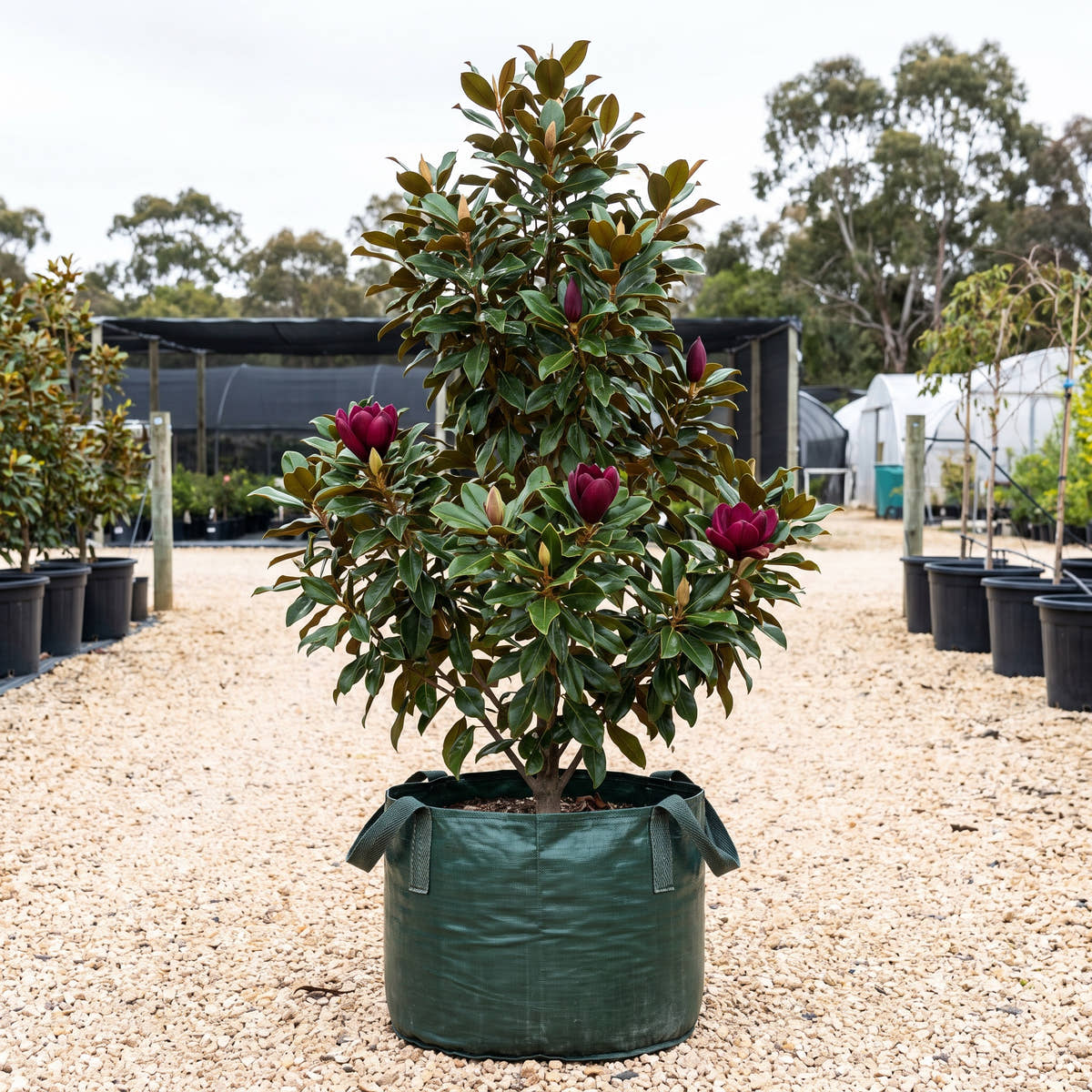 Genie Magnolia - Magnolia ‘Genie’