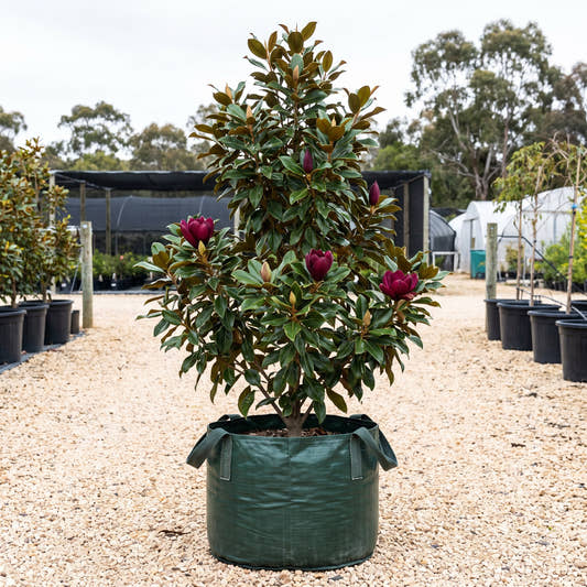Genie Magnolia - Magnolia ‘Genie’