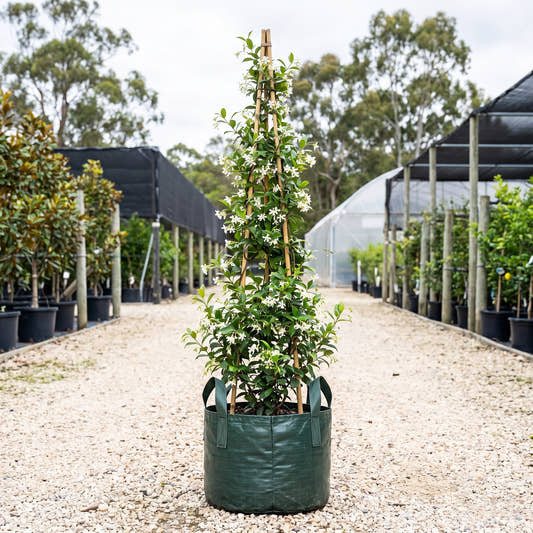 Star Jasmine (Tripod) - Trachelospermum jasminoides