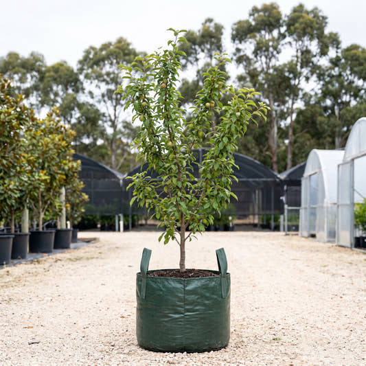 Golf Gold Plum - Prunus salicina ‘Golf Gold’