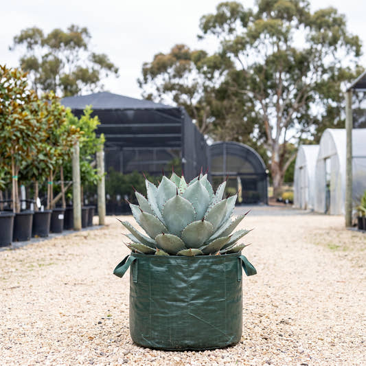 Agave pygmaea ‘Dragon Toes’