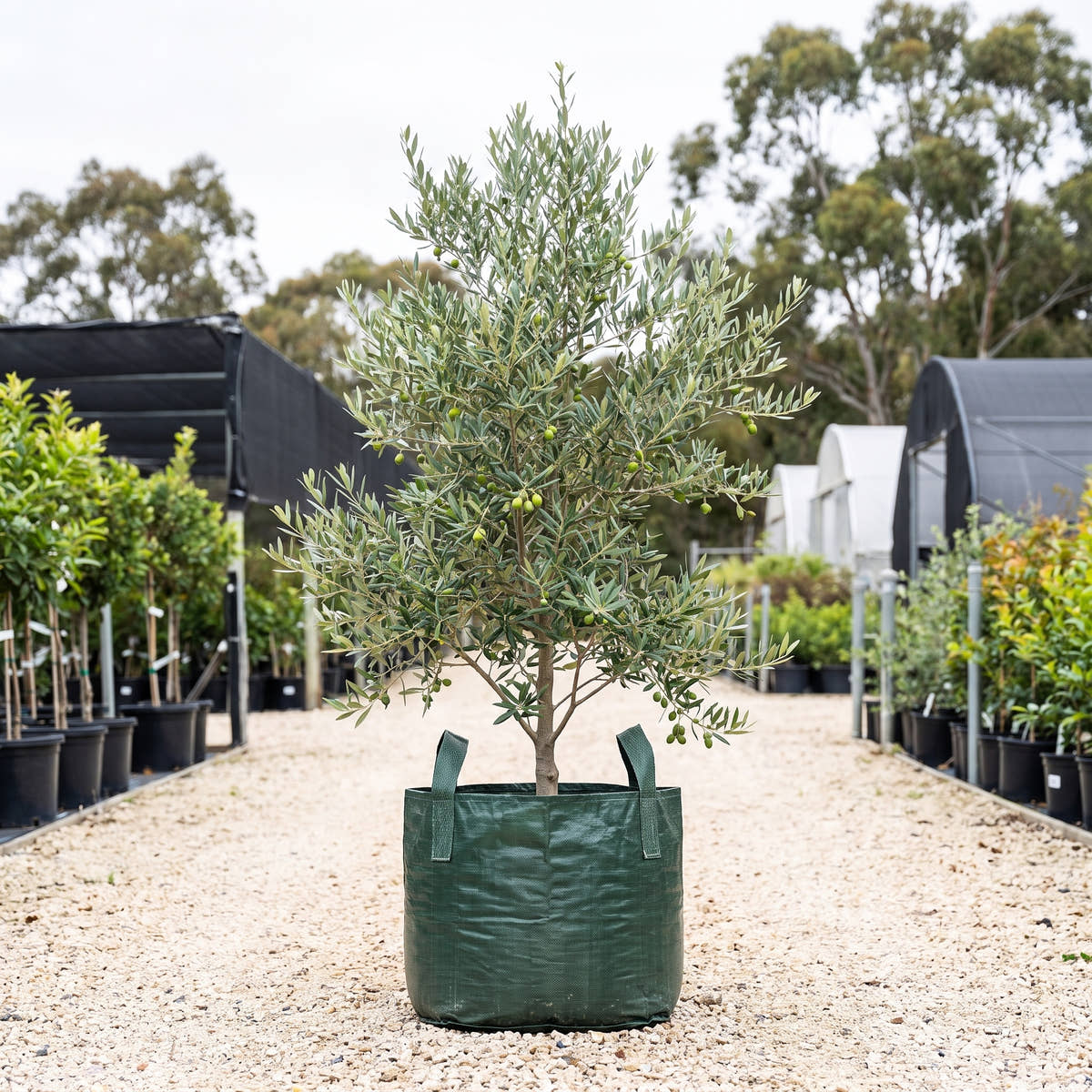 Mission Olive - Olea europaea ‘Mission’