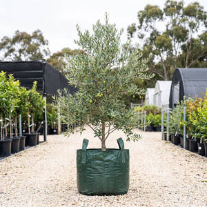 Mission Olive - Olea europaea ‘Mission’
