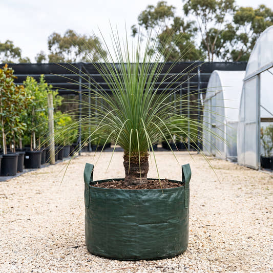 Grass Tree - Xanthorrhoea latifolia