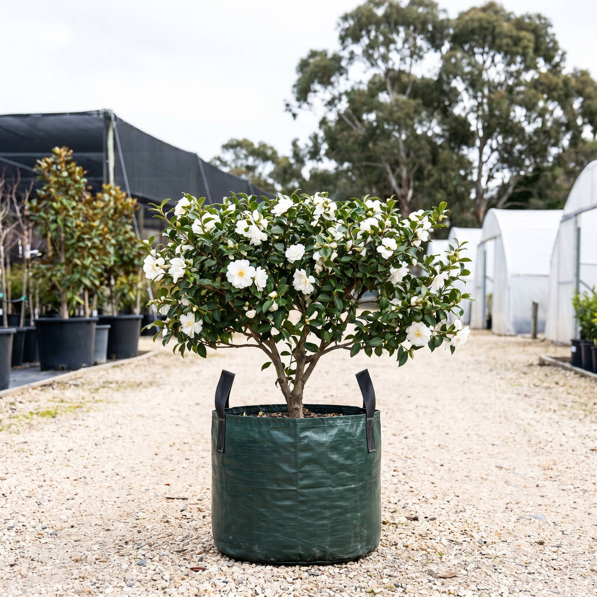 Autumn Moon Camellia (Espalier) - Camellia sasanqua ‘Autumn Moon’