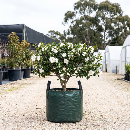 Autumn Moon Camellia (Espalier) - Camellia sasanqua ‘Autumn Moon’