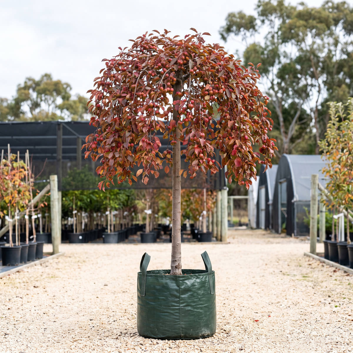 Wandin Pride Weeping Crabapple (Standard) - Malus ‘Wandin Pride’