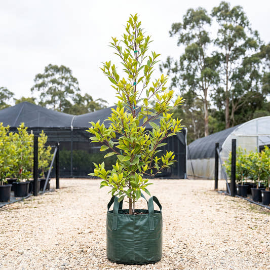 Pink Blueberry Ash - Elaeocarpus reticulatus