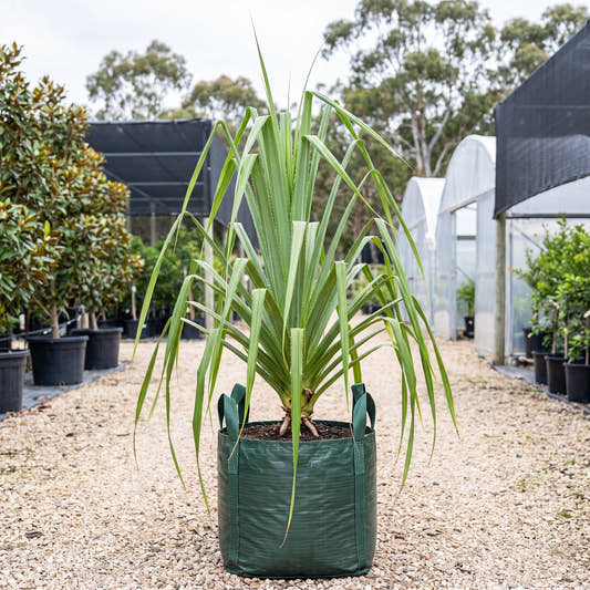 Coastal Screw Pine - Pandanus tectorius