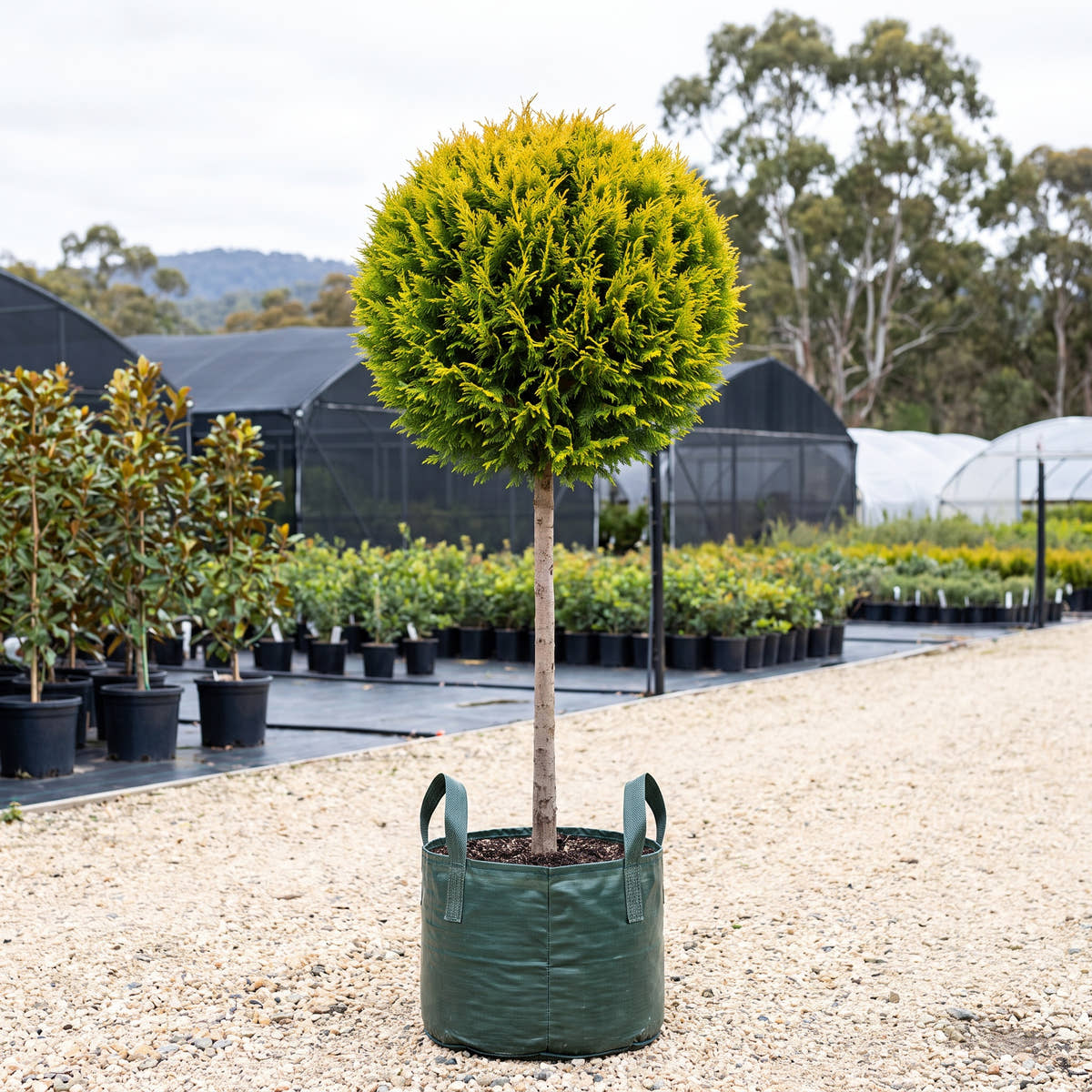 Castlewellan Gold Leyland Cypress (Standard) - Cupressocyparis leylandii ‘Castlewellan Gold’