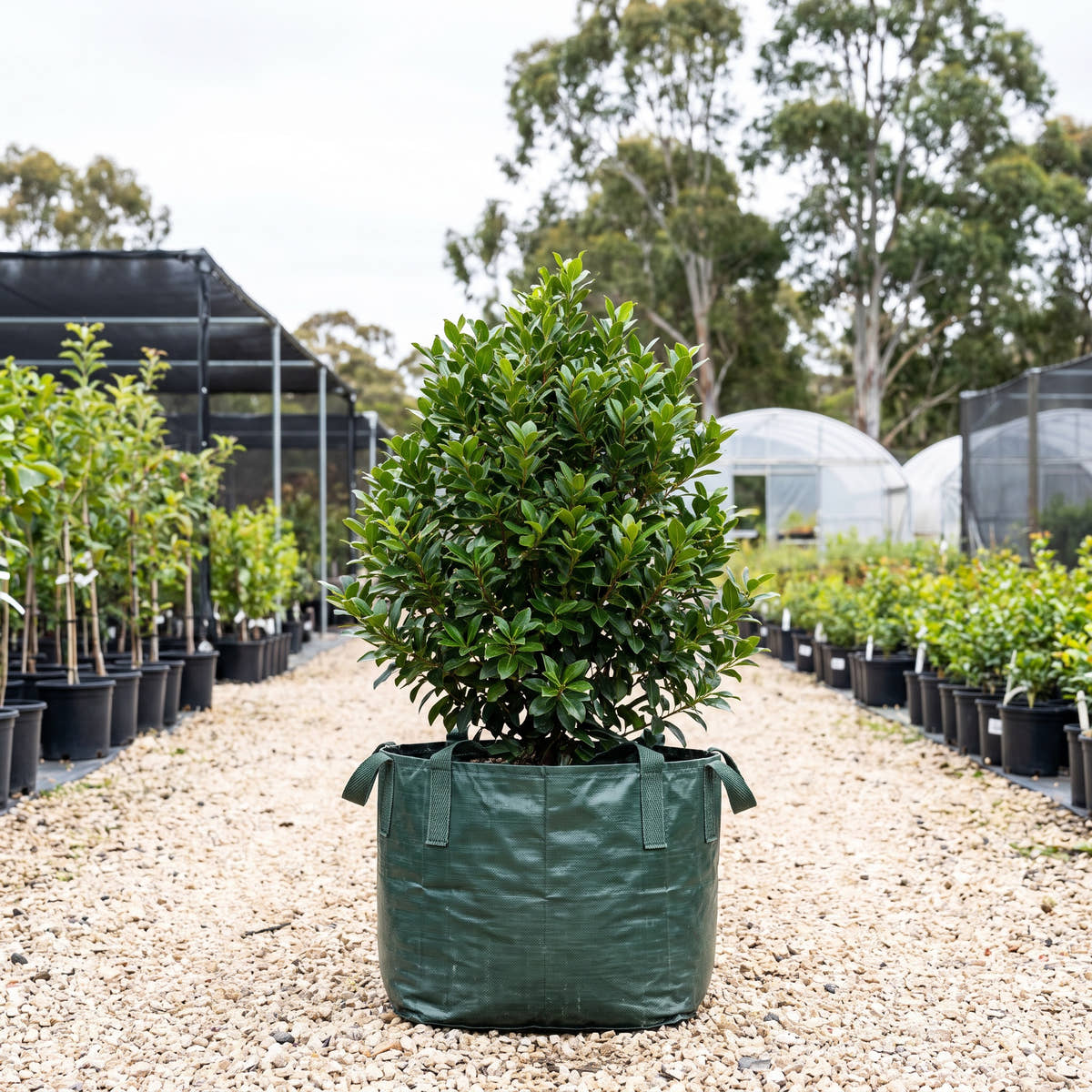 Muttonwood - Myrsine variabilis