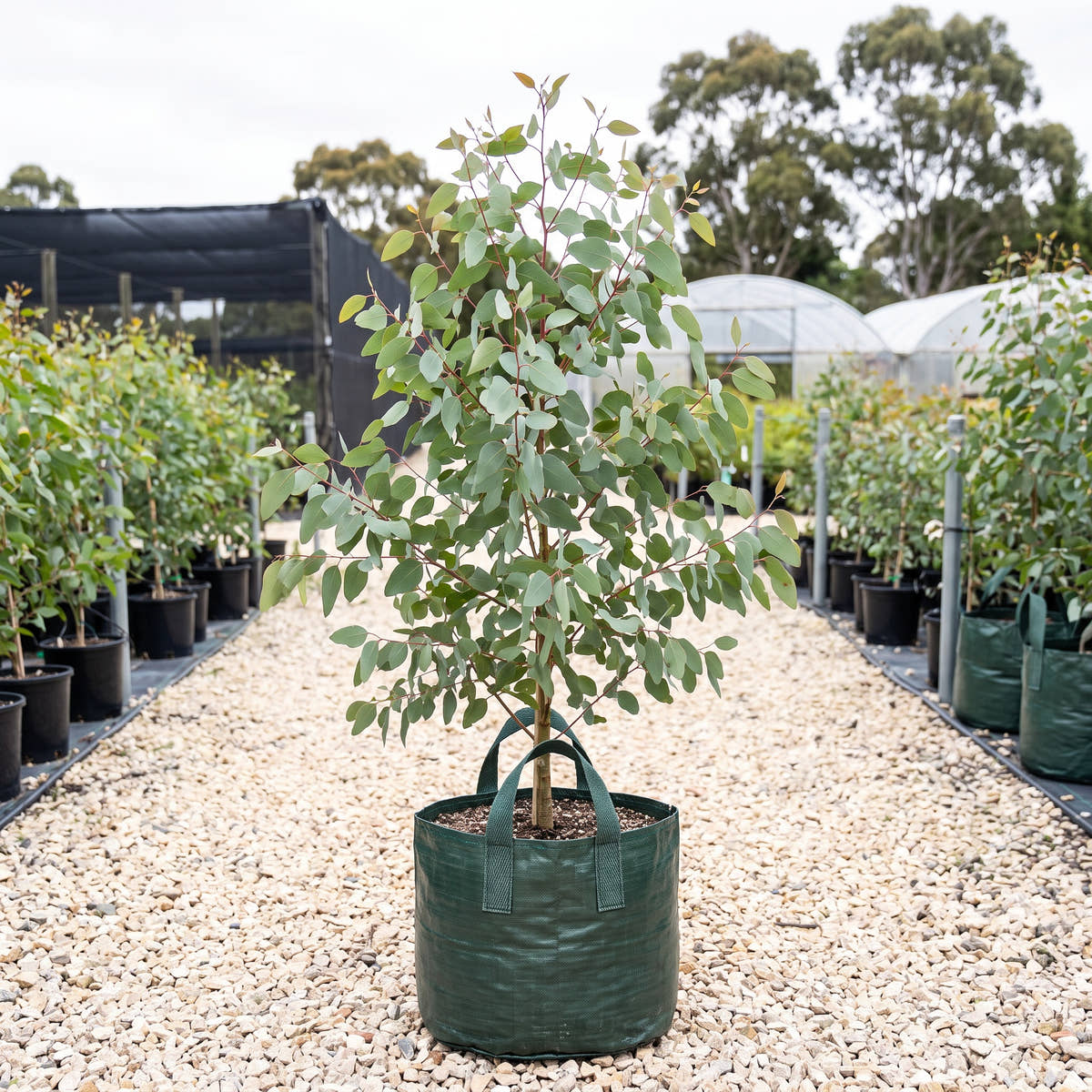 Swamp Gum - Eucalyptus ovata
