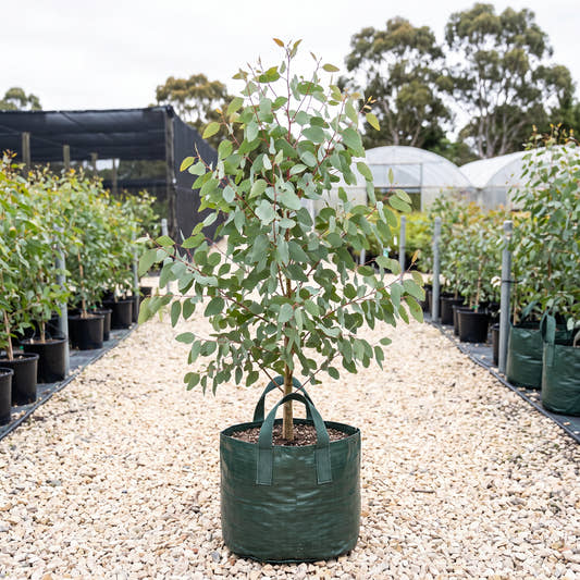 Swamp Gum - Eucalyptus ovata
