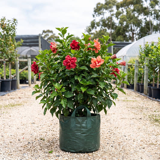 Double Apollo Adonicus Hibiscus - Hibiscus ‘Flamenco Adonicus Double Apollo’