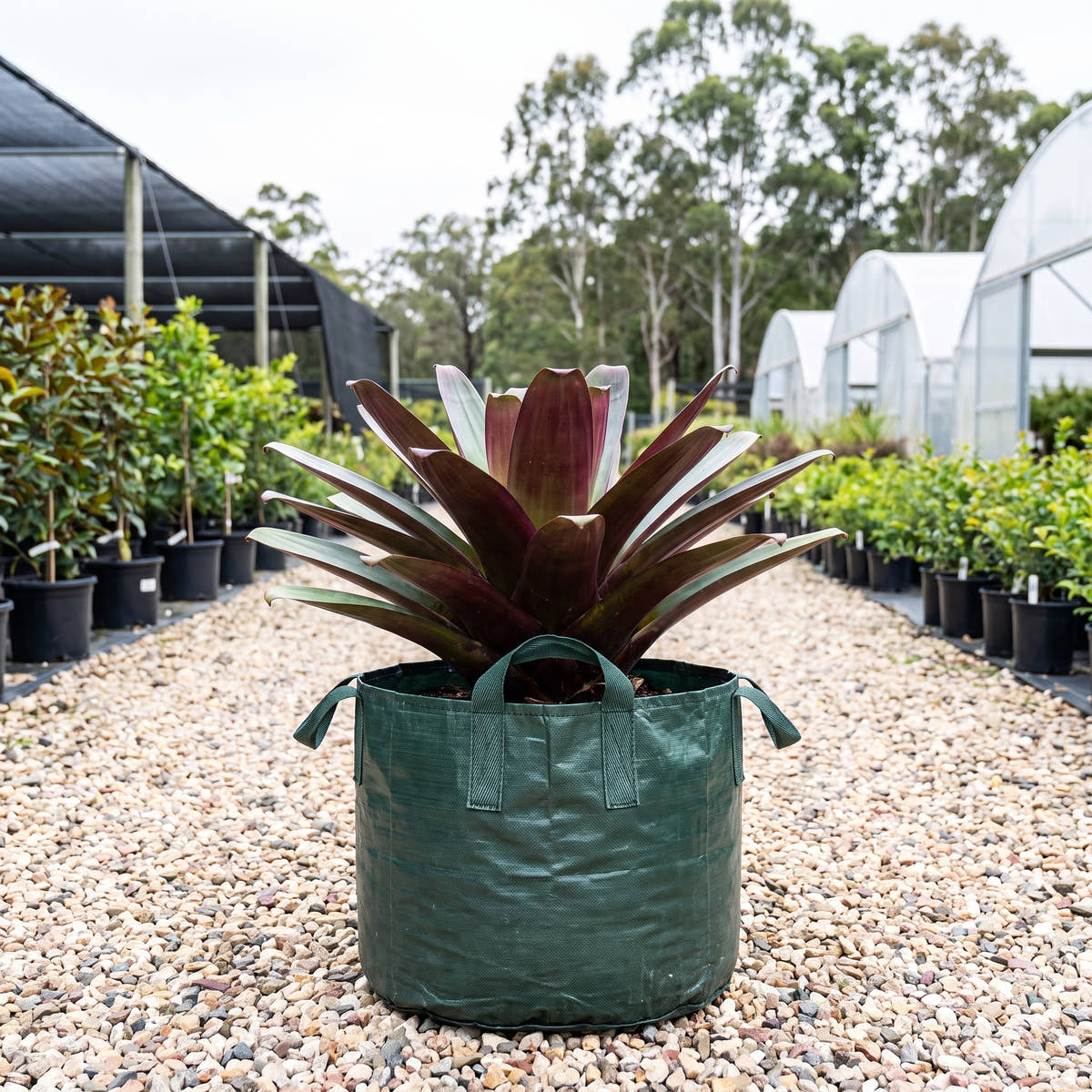 Silver Plum Giant Bromeliad - Alcantarea imperialis ‘Silver Plum’