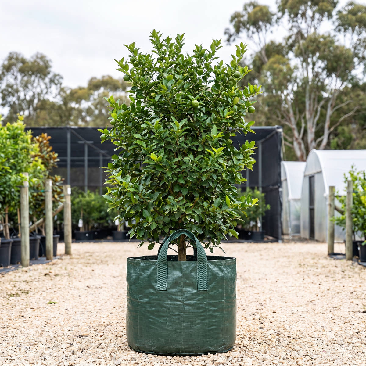 Indonesian Lime - Citrus aurantifolia