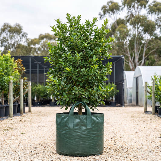 Indonesian Lime - Citrus aurantifolia