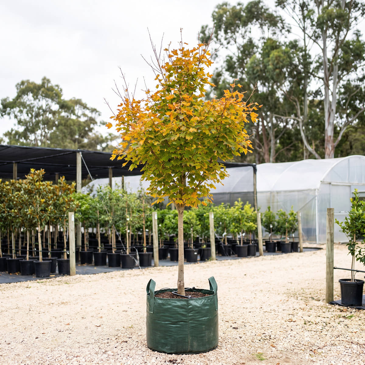 Pacific Sunset Maple - Acer truncatum x platanoides ‘Warrenred’