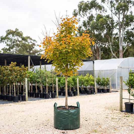 Pacific Sunset Maple - Acer truncatum x platanoides ‘Warrenred’