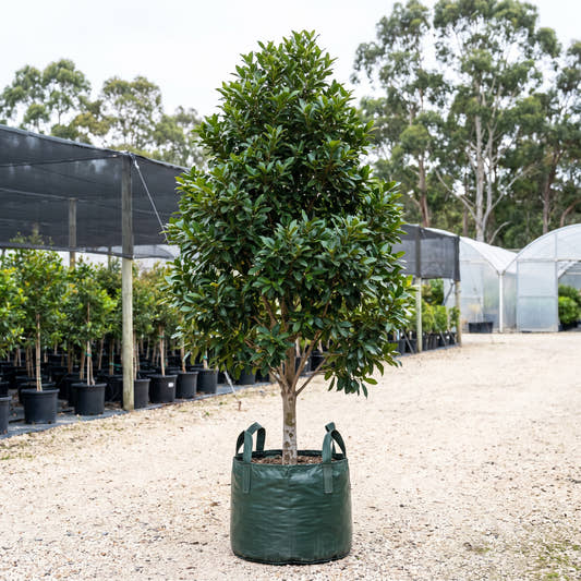 Water Gum - Tristaniopsis laurina ‘Halycon’