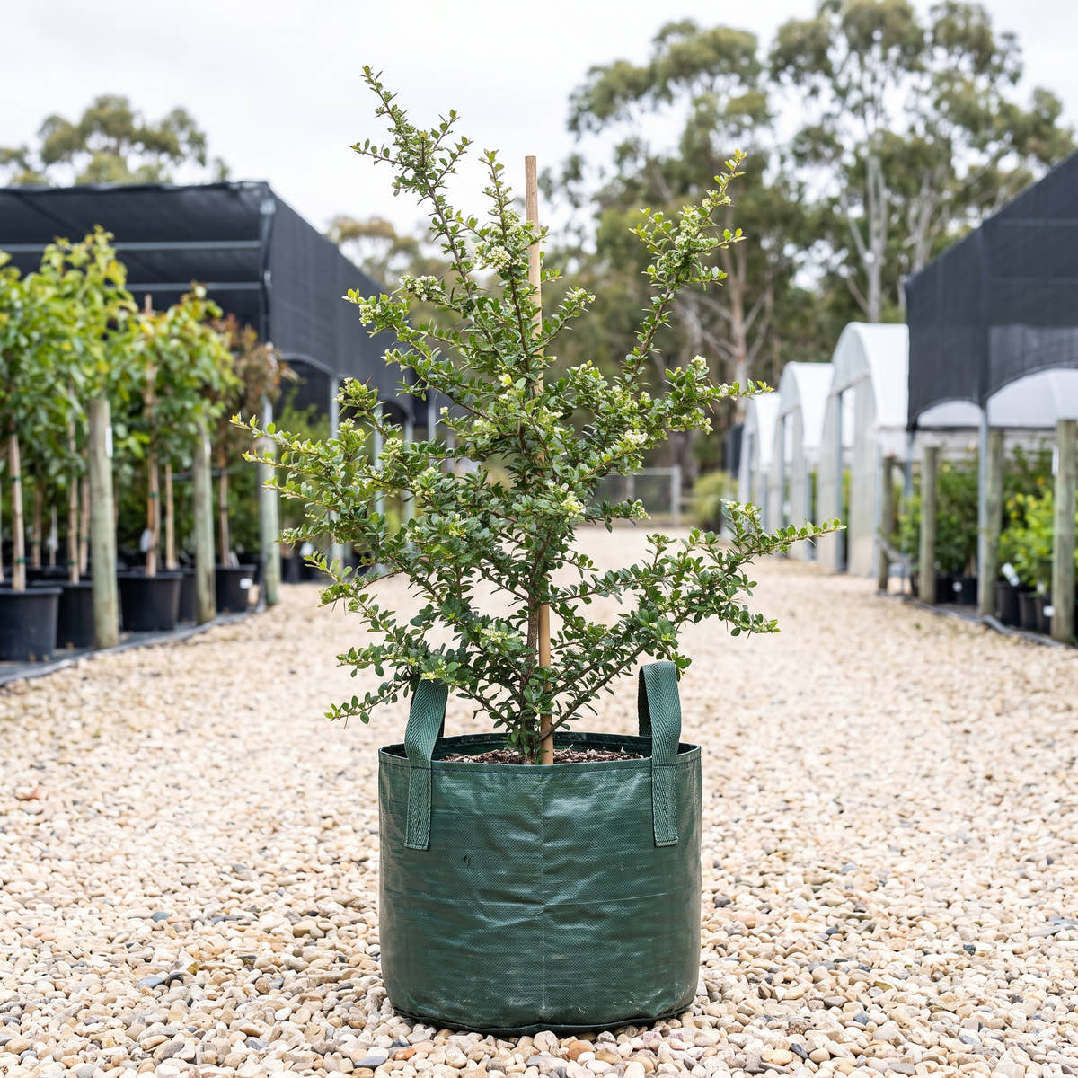 Sweet Bursaria - Bursaria spinosa
