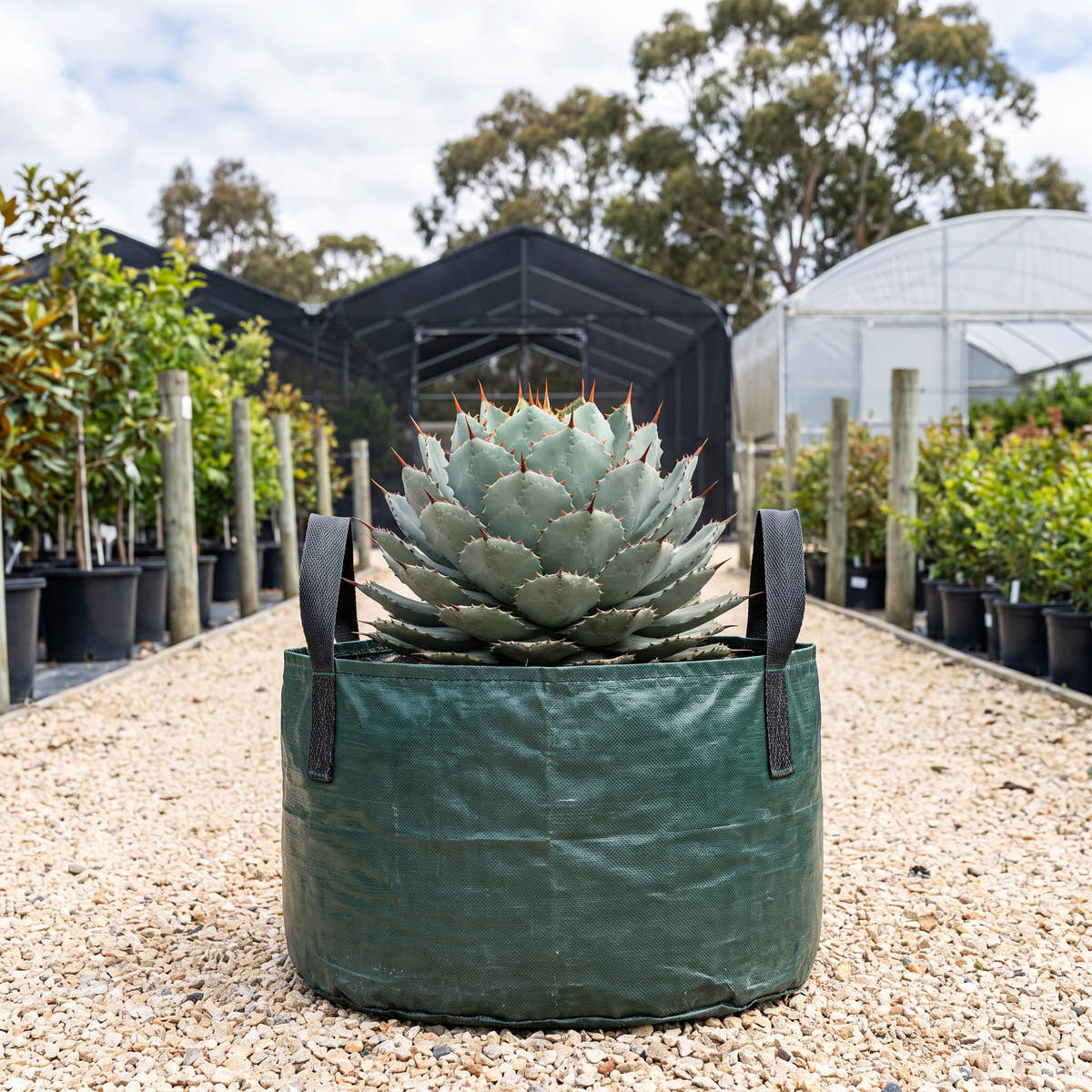 Butterfly Agave - Agave potatorum