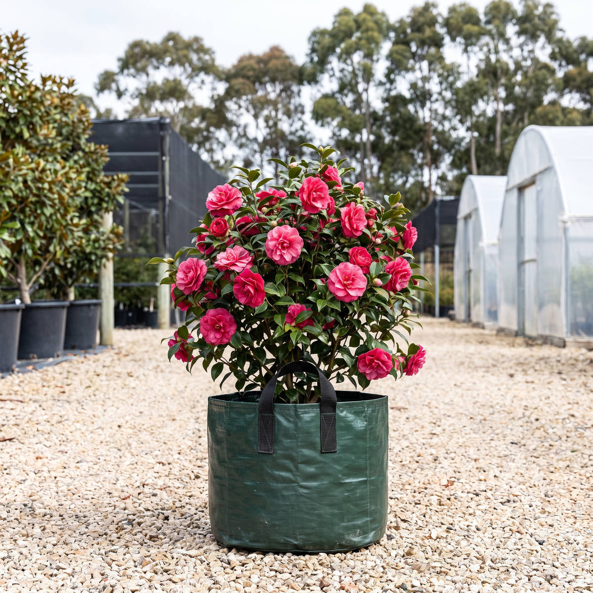 Flower Girl Camellia - Camellia reticulata ‘Flower Girl’