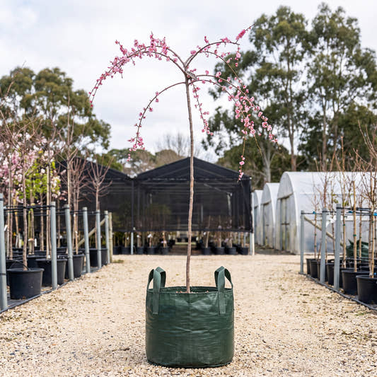 Pink Weeping Apricot - Prunus mume ‘Pendula’
