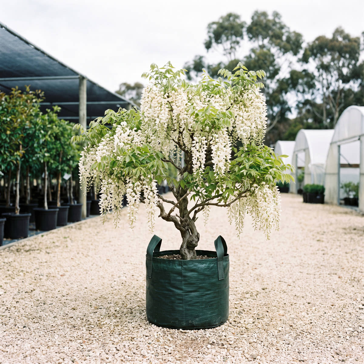 White Chinese Wisteria - Wisteria sinensis ‘Alba’